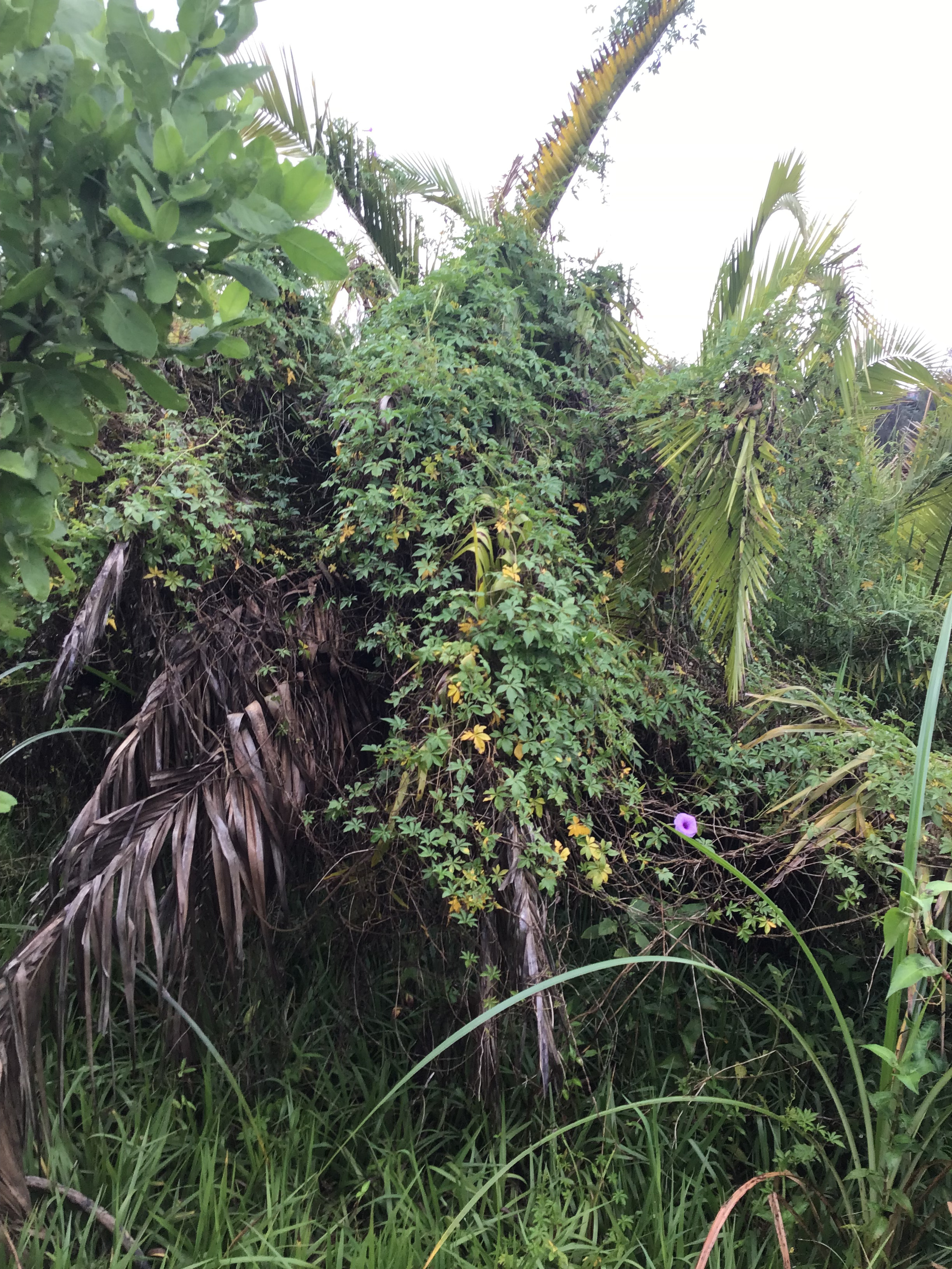 Habitat Restoration